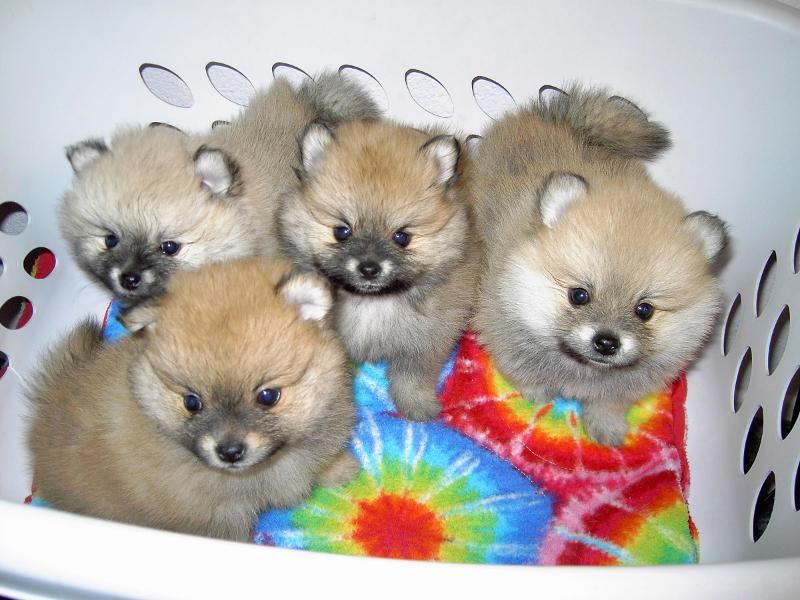 buy Pomeranian puppy online, Pomeranian dogs for sale