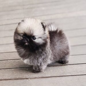 Dog Puppy Pomeranian, Pom Dog Puppy