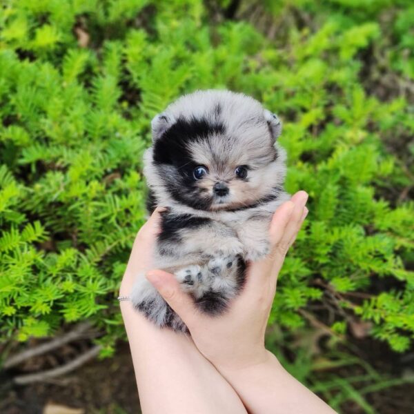 Mini Mini Pomeranian, Mini Pomeranian Dog