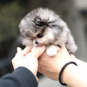 Pom Dogs for sale, Miniature Pomeranian