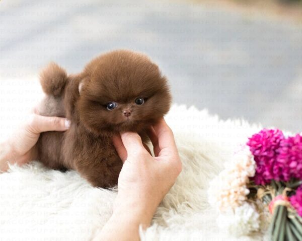 Pomeranian Dog for sale, Pomeranian Dog Puppy for sale